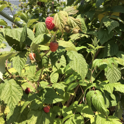 Himbeeren zum Selberflücken Himbeeren zum Selberflücken