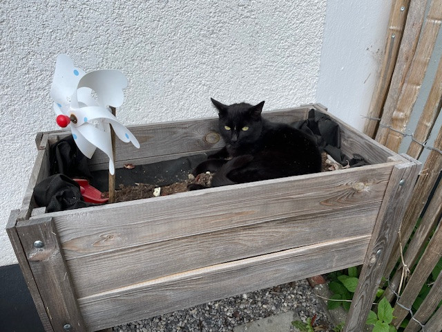 Besuch der Nachbarskatze