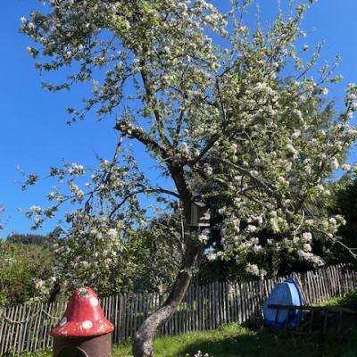 Der Kinderapfelbaum