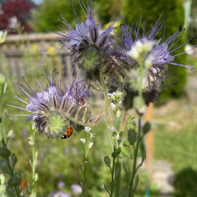 Insekten beobachten