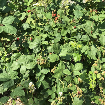 Brombeeren naschen Brombeeren naschen